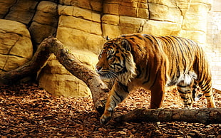 orange and black tiger, tiger, animals HD wallpaper