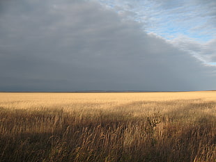 brown rice field under grey sky