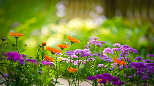 selective focus photography of orange and purple daisy flowers