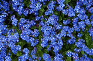 blue Hepatica flowers