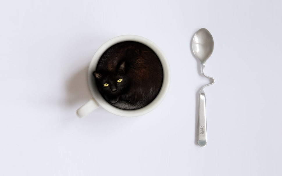 white ceramic mug with teaspoon, cat, spoons, cup, animals HD wallpaper