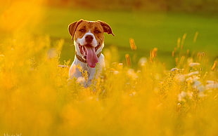 photography of dog during daytime HD wallpaper