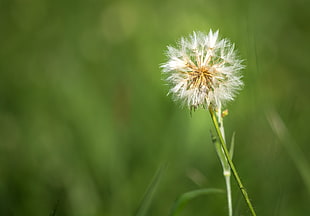 selective focus photography of white Dandelion flower, porto alegre