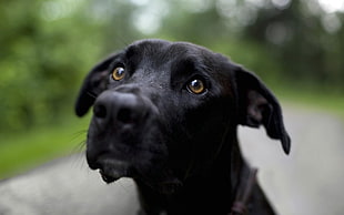 short-coated black dog, dog, animals