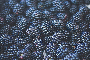 rasp berry, Blackberries, Berries, Ripe HD wallpaper