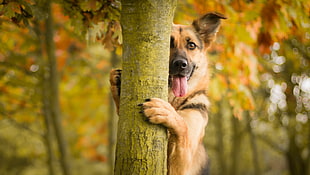 adult brown Labrador holding tree