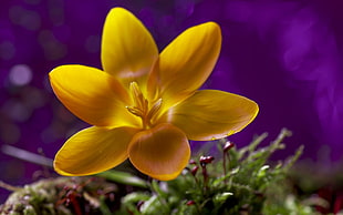 yellow petaled flower, flowers, macro, nature, yellow flowers HD wallpaper
