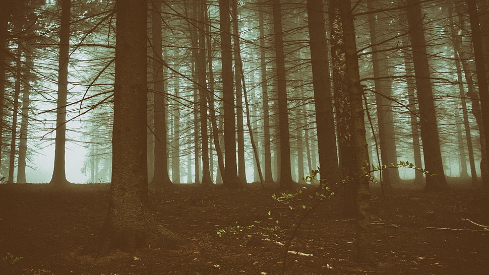 bald trees, forest HD wallpaper
