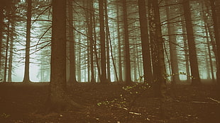 bald trees, forest HD wallpaper