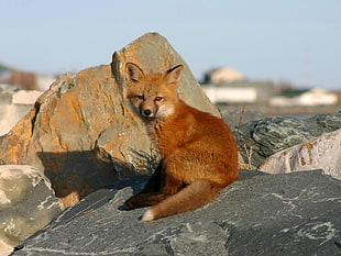 Red fox on gray rock at day time