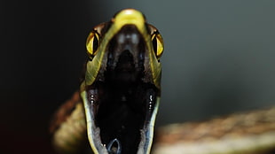 shallow focus photography of snake