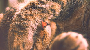 short-haired orange and black cat, cat, animals, closeup, depth of field