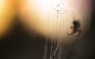 spider web and spider, closeup, spider, macro, water drops HD wallpaper