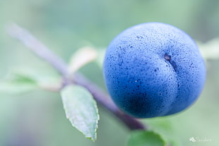 selective focus photography of blueberry HD wallpaper