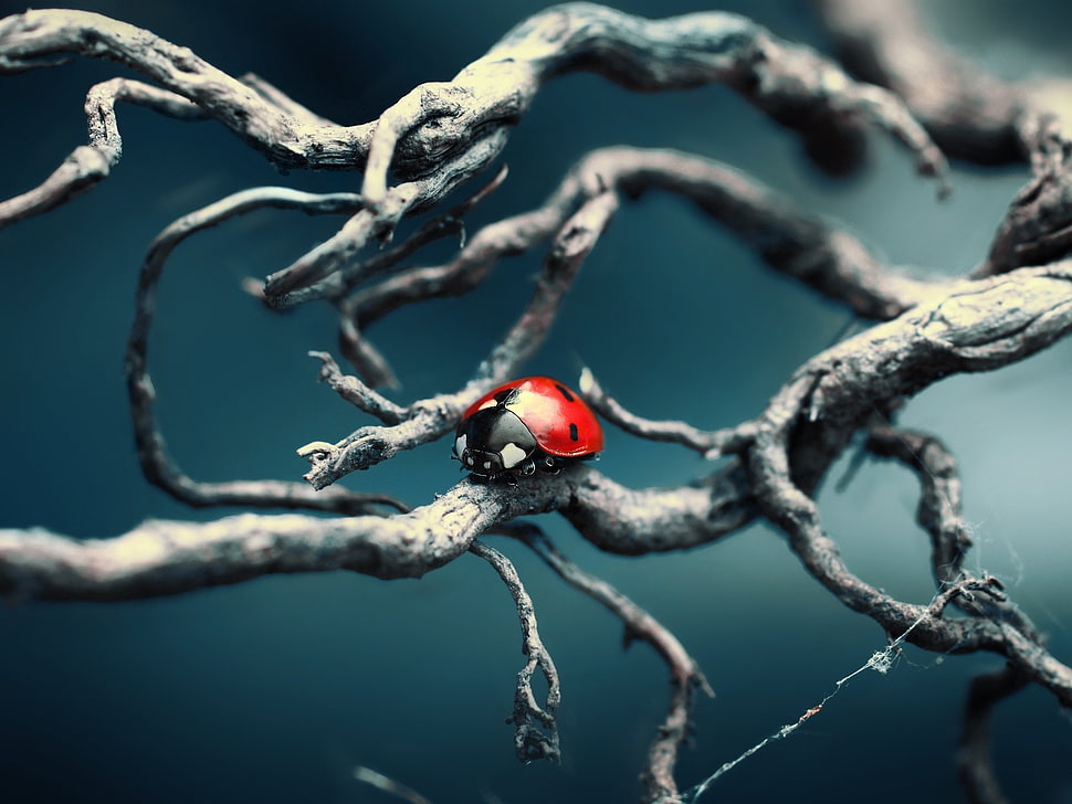 shallow focus photography of Ladybug HD wallpaper