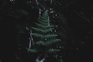 green fern plant, Leaf, Branch, Dark HD wallpaper