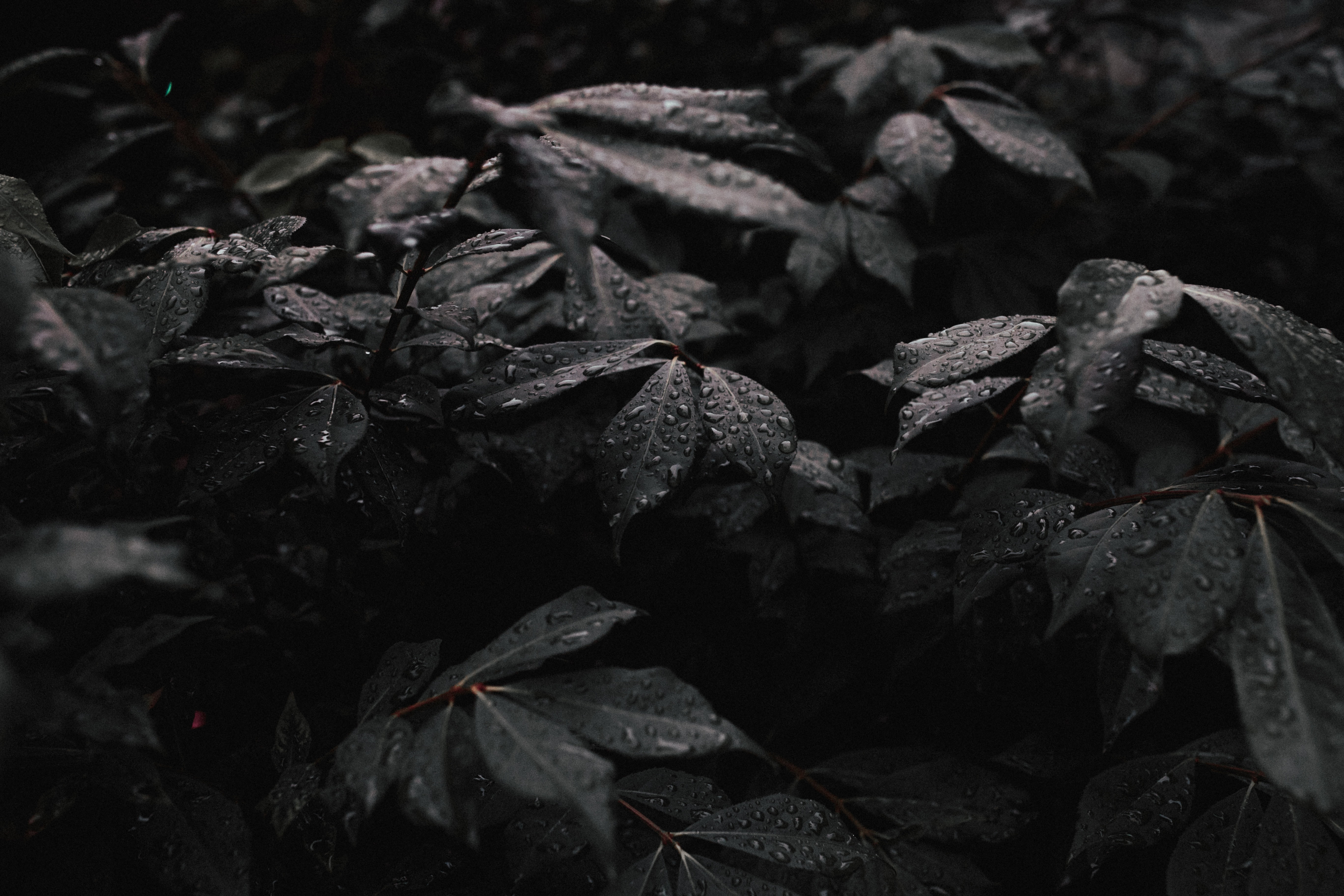 Black And Green Leaf Wallpaper