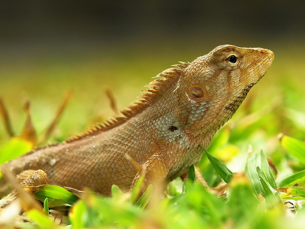 shallow focus photography brown iguana HD wallpaper