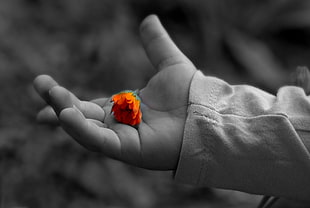 selective color photography of orange flower on person's palm