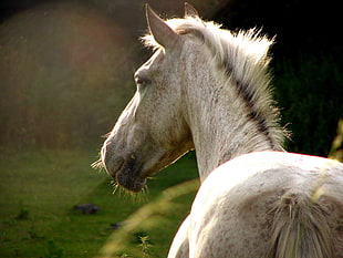 selective focus photography of white horse