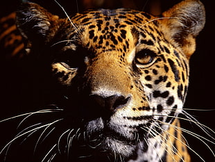 closeup photography of leopard HD wallpaper