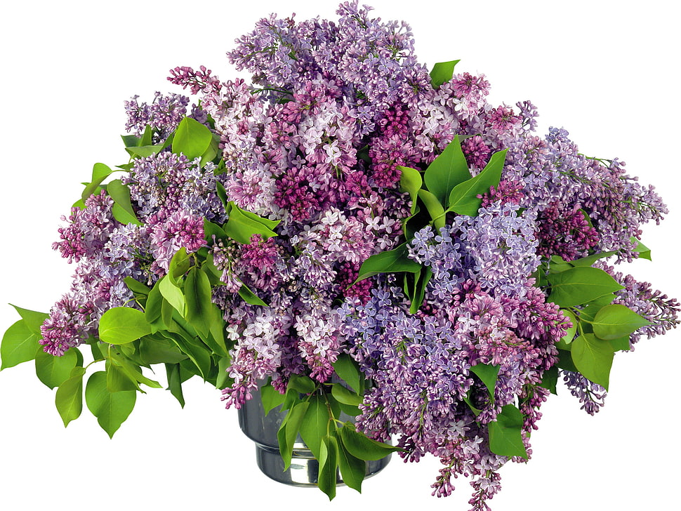 bundle of pink and purple Lilacs HD wallpaper