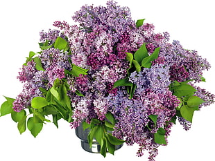 bundle of pink and purple Lilacs