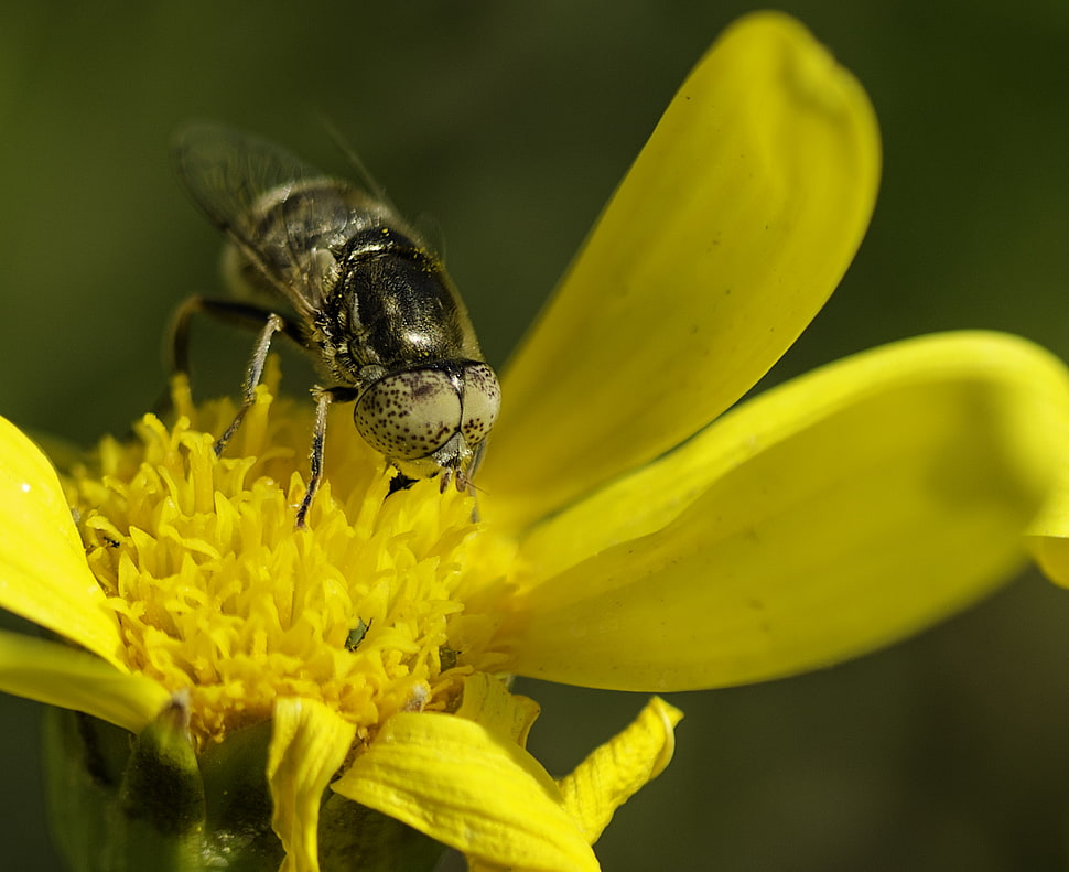 bumblebee of a yellow flower pollen, mosca, las flores HD wallpaper