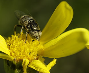 bumblebee of a yellow flower pollen, mosca, las flores HD wallpaper
