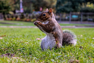 brown squirrel on grass field