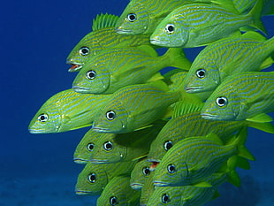 school of green fish, sea, underwater, fish HD wallpaper