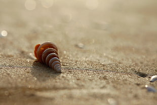 brown shell on top of gray pavement HD wallpaper