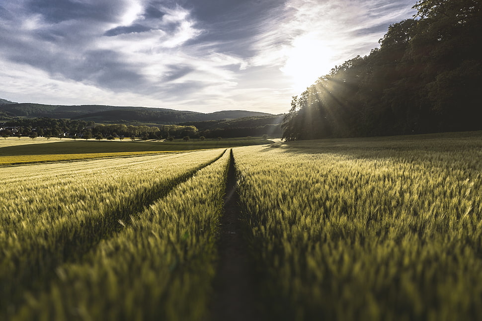green grass photo during daytime HD wallpaper