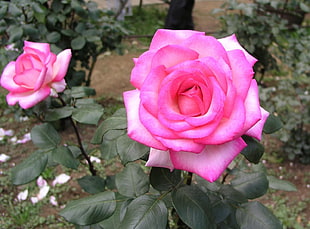 two pink Rose flowers