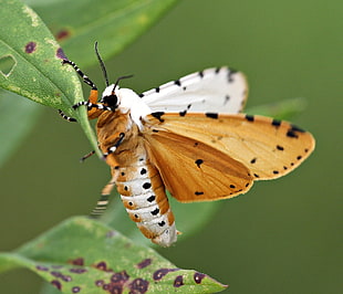 orange and white butterfly in green leave, moth