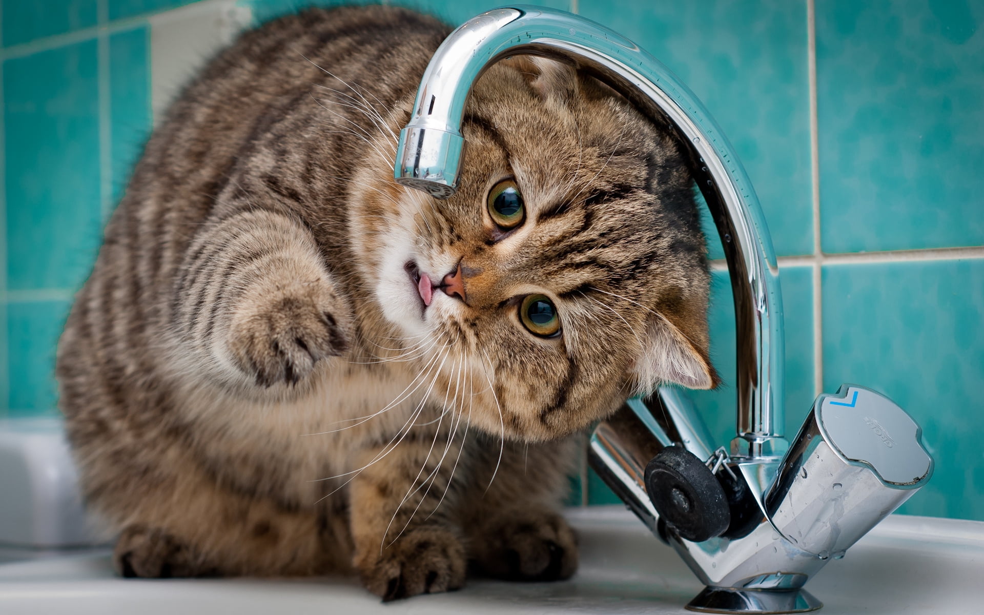 Cat Drinking From Water Faucet Hd Wallpaper Wallpaper Flare