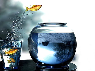 clear fishbowl, digital art, goldfish, glass, fishbowls HD wallpaper