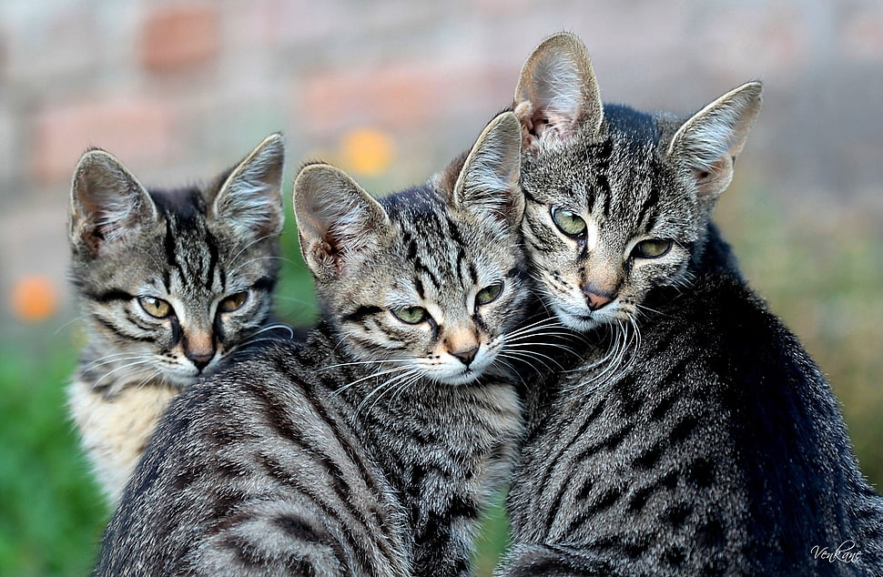 three gray Bengal Kittens HD wallpaper