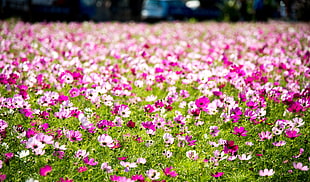 landscape photography of flower field HD wallpaper