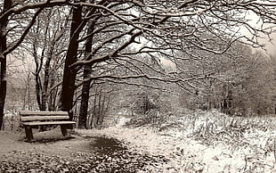 brown wooden bench, nature, landscape, snow, winter