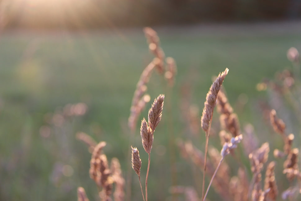 close up photo of brown leaf plant during sunrise HD wallpaper