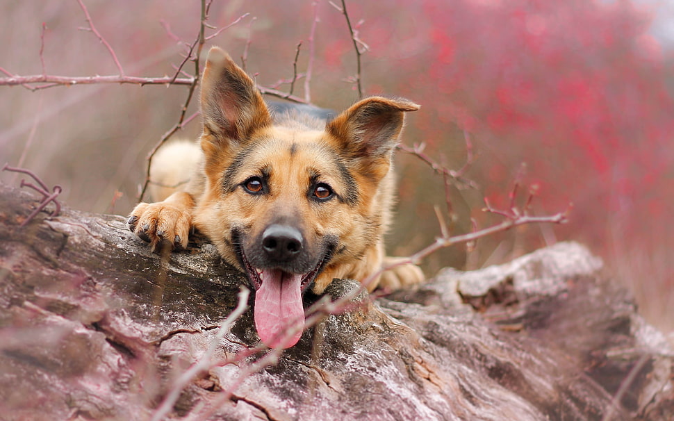 tan and white short-coated puppy, dog, animals, tongues, German Shepherd HD wallpaper