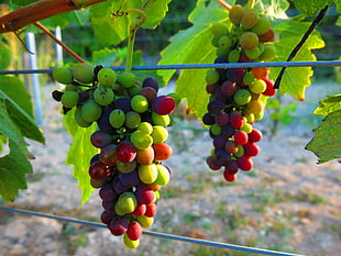 green grapes, grapes, cypruswine, Cyprus, Shiraz HD wallpaper
