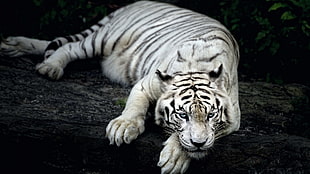 white Tiger in shallow focus photography HD wallpaper