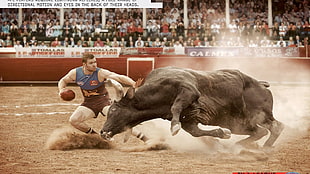 black bull, Australian Football League HD wallpaper