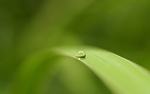 photography of leaf with rain droplet
