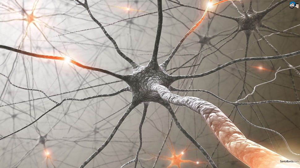 black and brown nerve illustration, neurons, digital art HD wallpaper