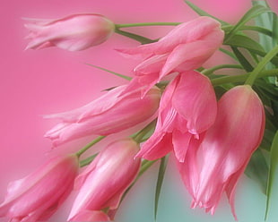 pink flowers, flowers, pink, green HD wallpaper