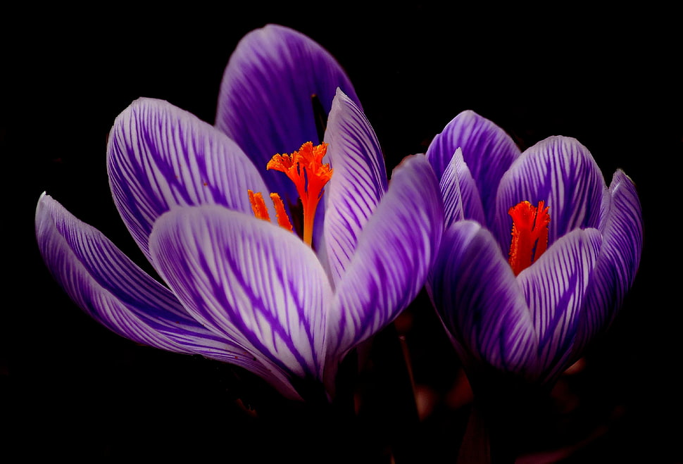 purple flowers HD wallpaper