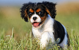 tricolor Cavalier King Charles Spaniel puppy